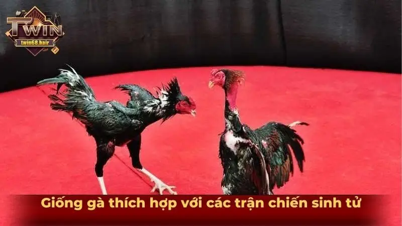 Giống gà thích hợp với các trận chiến sinh tử
